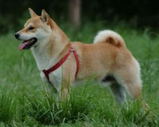 Shiba Inu - Shiba